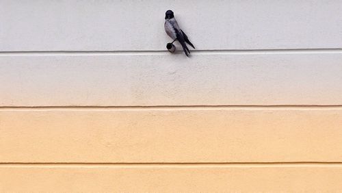 Close-up of bird perching on wall