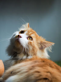 Close-up of a cat looking away