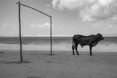 Side view of bull standing at beach against sky