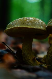 Close-up of mushroom against blurred background