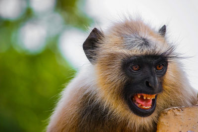 Close-up portrait of a monkey