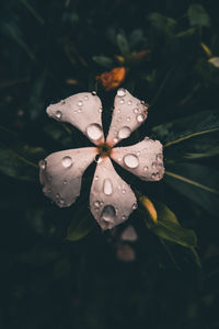 Close-up of raindrops on leaf