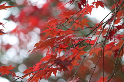 Close-up of red maple leaves on tree