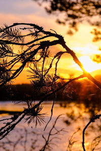 Close-up of silhouette plants against sky during sunset