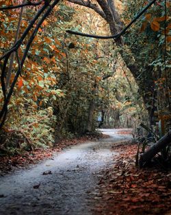 Road amidst trees in forest during autumn