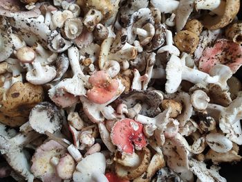 High angle view of mushrooms