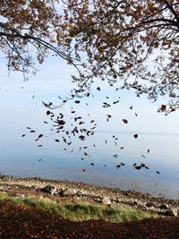 Birds flying over lake against sky
