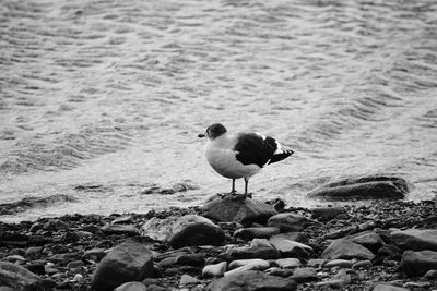 Seagull perching on rock at beach