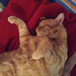 High angle view of cat sleeping on sofa