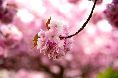 Close-up of pink cherry blossom