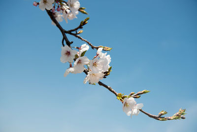 Low angle view of white blossoms against clear sky