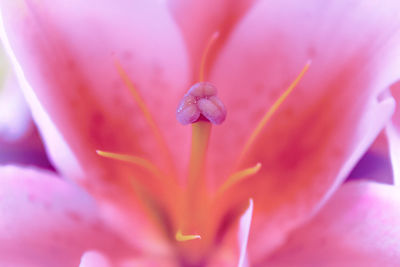 Macro shot of pink rose flower