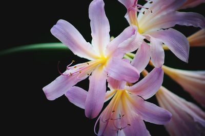 Close-up of purple flowers blooming outdoors