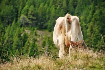 Cow standing on field