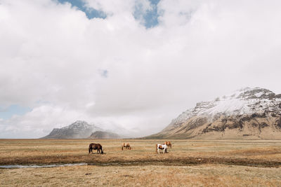 View of horses on field against sky