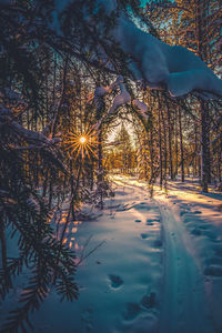 Trees on snow covered field during winter