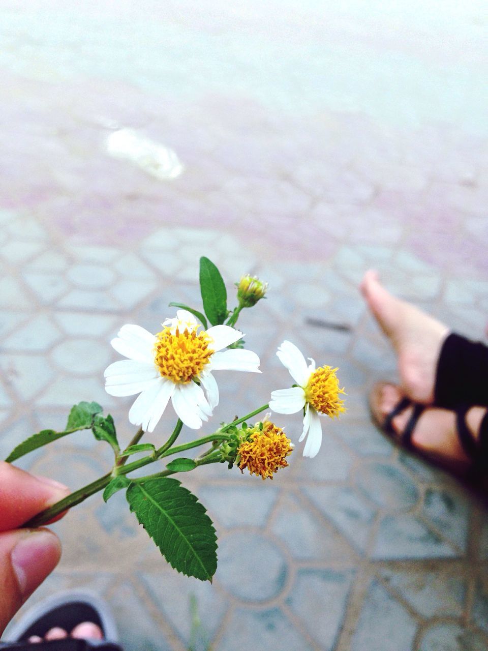 flower, person, holding, personal perspective, freshness, petal, part of, lifestyles, unrecognizable person, high angle view, cropped, human finger, fragility, leisure activity, white color, low section