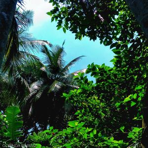 Low angle view of palm trees against sky