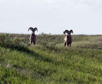 Two horses on field