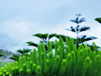 Close-up of fresh green plant against sky