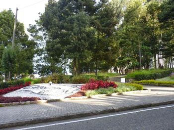 View of road along trees