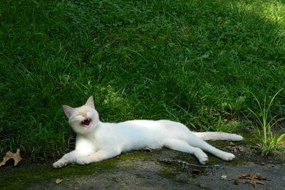 View of cat yawning on grass