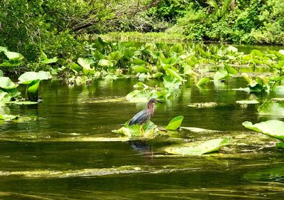 Gray heron perching on plant by lake