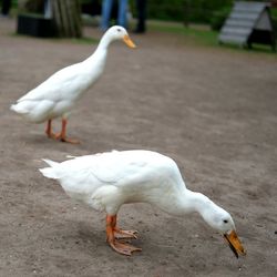 Close-up of seagull perching on floor