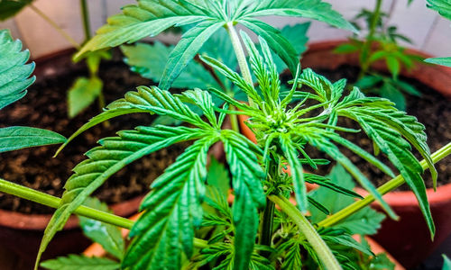 High angle view of fresh plants in greenhouse