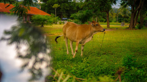 Cow standing in a field