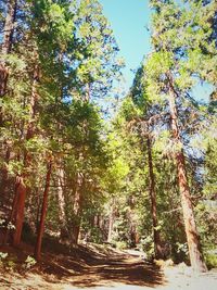 Narrow pathway along trees