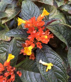 Close-up of flowers blooming outdoors