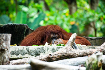 Close-up of monkey on tree