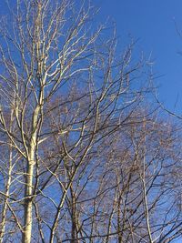 Low angle view of bare tree against clear blue sky