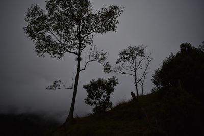 Low angle view of trees in forest against sky