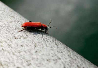 Close-up of insect