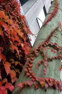 Low angle view of maple tree against sky