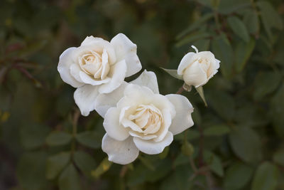 Close-up of white rose