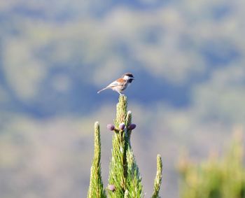 Close-up of bird perching on a flower