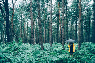 Mushroom growing in forest