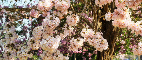 Close-up of pink flowering plants