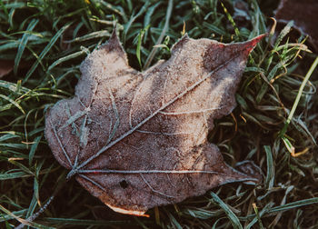 Close-up of dry maple leaves on land