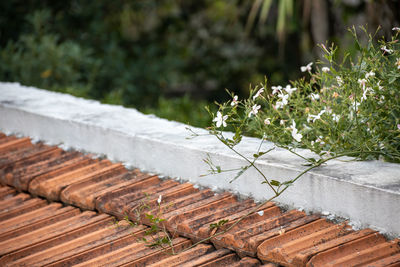 High angle view of flowering plants on roof