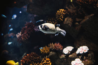 Fish swimming in sea