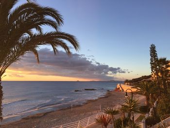 Palm trees on beach against sky during sunset