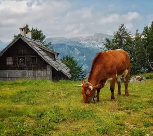 Cows grazing in a field