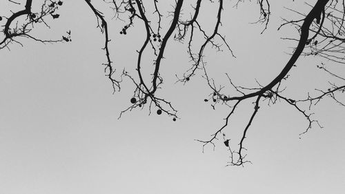 Low angle view of bare tree against clear sky