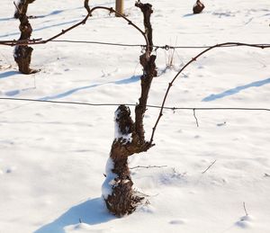 Close-up of snow on field during winter