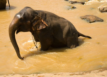 High angle view of elephant in lake