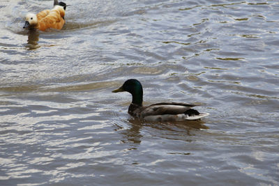 Ducks in a lake